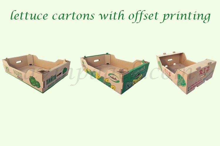 Export Lettuce and Cabbage packaging